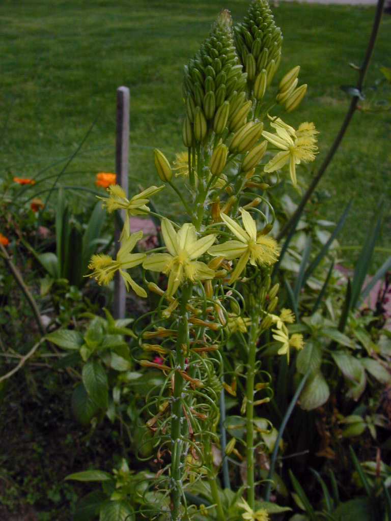 Bulbine frutescens