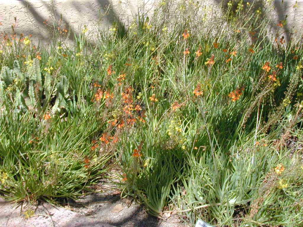 Bulbine frutescens