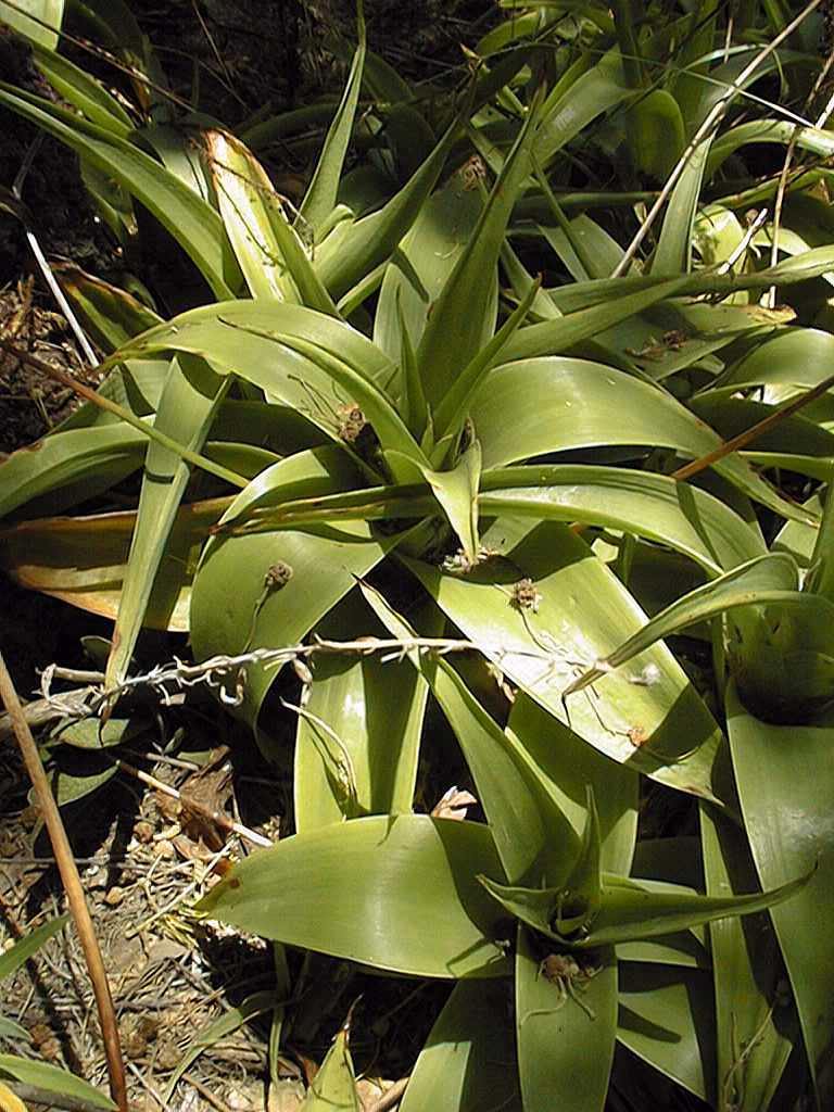 Bulbine latifolia