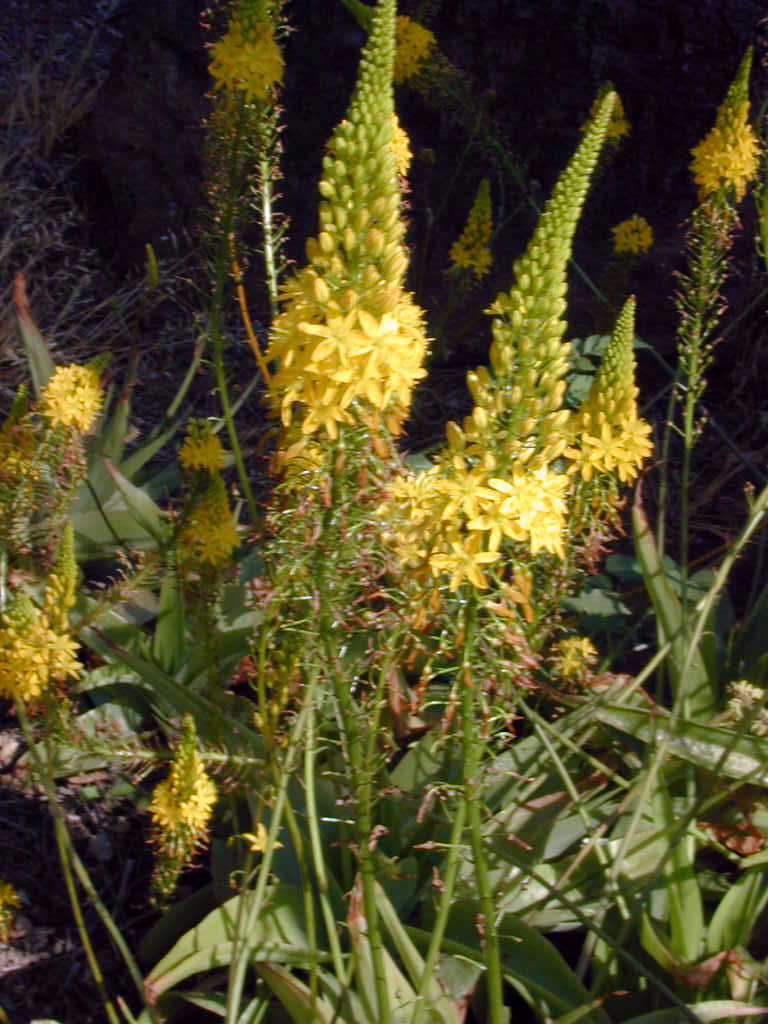 Bulbine latifolia