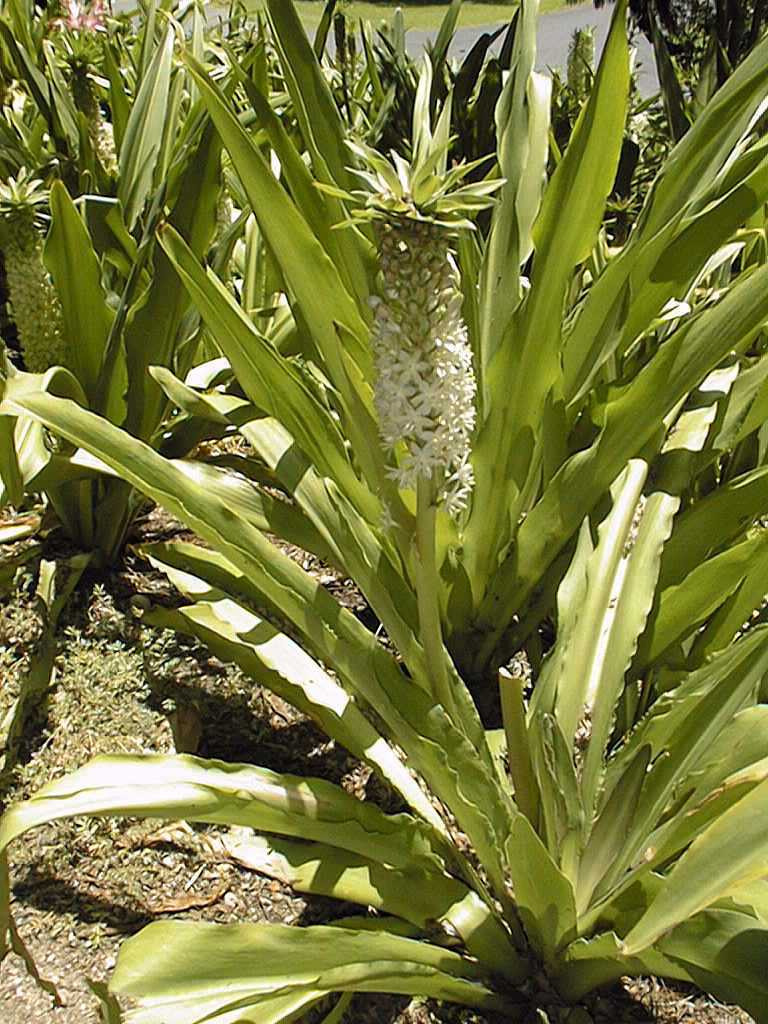 Eucomis autumnalis