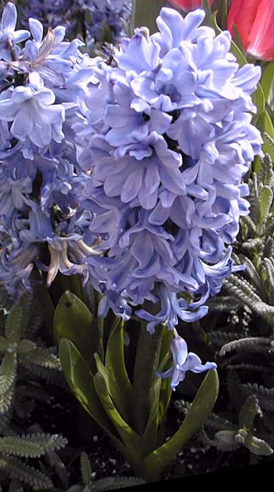 Hyacinthus orientalis