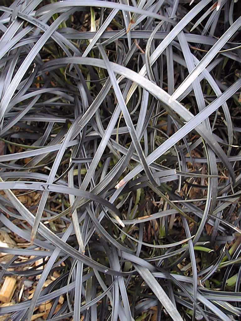 Ophiopogon planiscapus