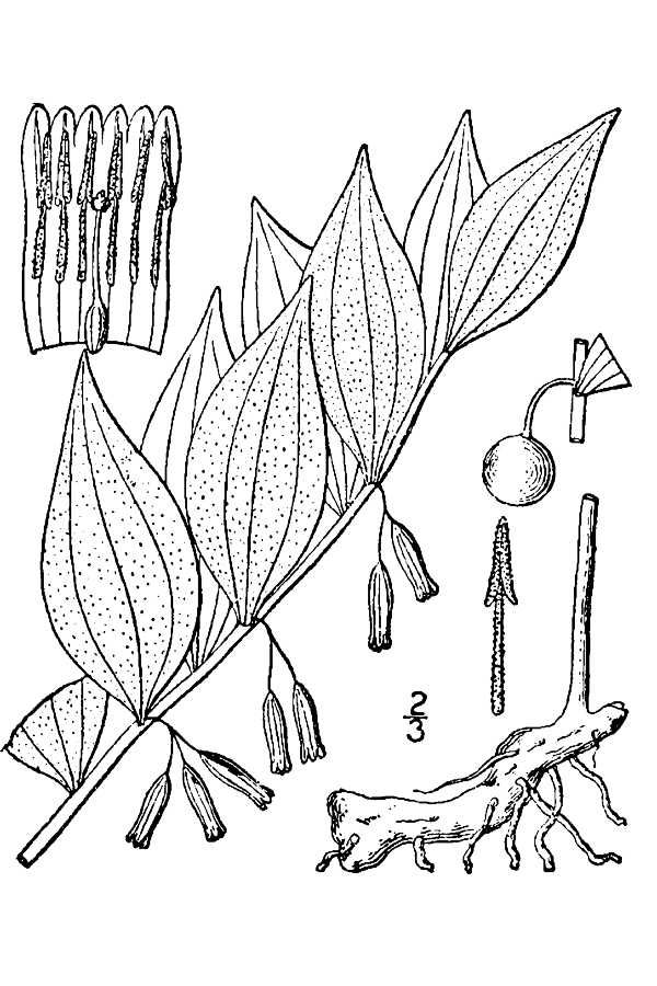 Polygonatum biflorum