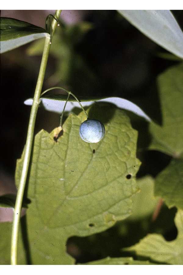 Polygonatum biflorum