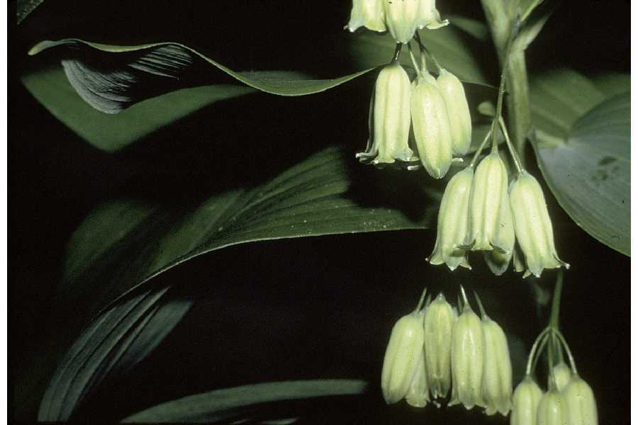 Polygonatum biflorum var. commutatum