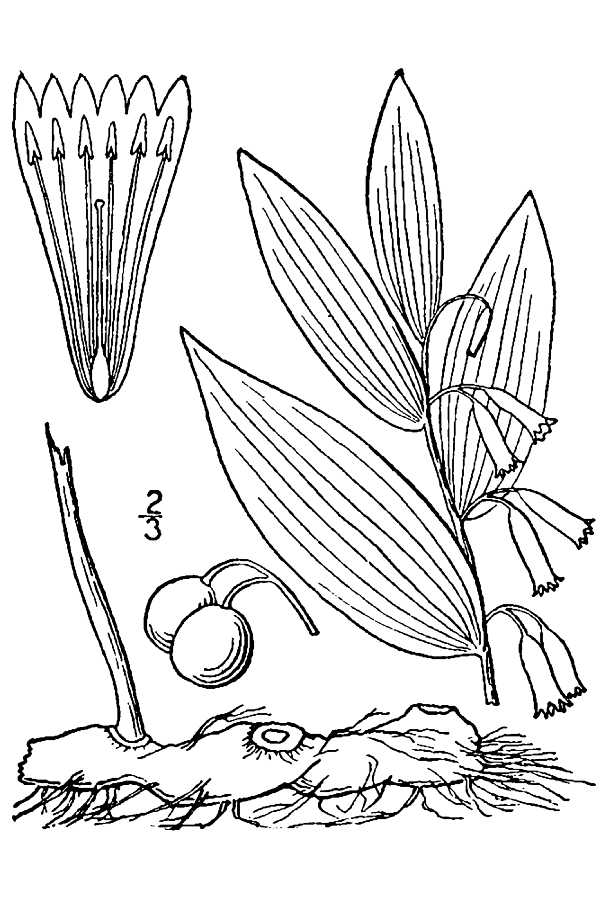 Polygonatum biflorum var. commutatum