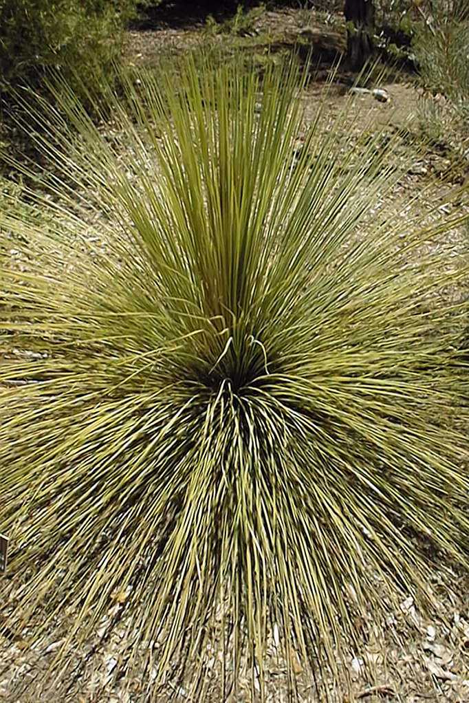 Xanthorrhoea quadrangulata