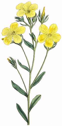 Golden Flax(Linum flavum)