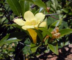 Carolina Jessamine(Gelsemium sempervirens)