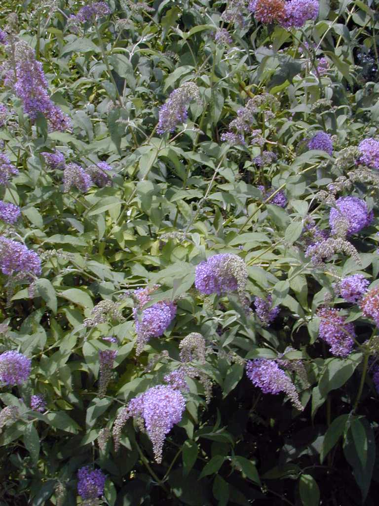 Butterfly Bush Summer Lilac Buddleia Davidii 9155