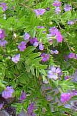 Mexican Heather, False Heather(Cuphea hyssopifolia)