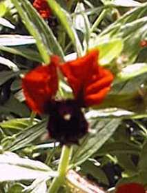 Bat Face, St Peter Plant(Cuphea llavea)