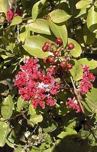 Crape Myrtle(Lagerstroemia indica)