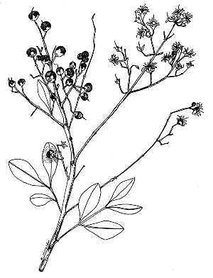 Henna, Mignonette Tree(Lawsonia inermis)