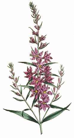 Purple Loosestrife(Lythrum virgatum)