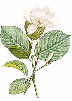 Yulan Magnolia(Magnolia denudata)