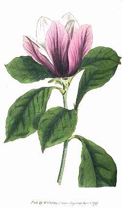 Lily Magnolia(Magnolia liliiflora)