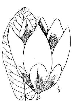 Big-Leaf Magnolia(Magnolia macrophylla)