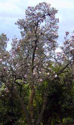 Saucer Magnolia(Magnolia Χ soulangeana)