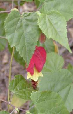 Flowering Maple, Trailing Abutilon(Abutilon megapotamicum)
