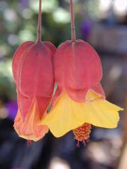Flowering Maple, Trailing Abutilon(Abutilon megapotamicum)