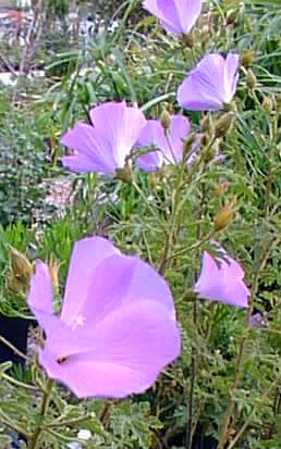 Blue Hibiscus, Lilac hibiscus(Alyogyne huegelii)