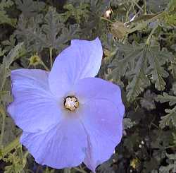 Blue Hibiscus, Lilac hibiscus(Alyogyne huegelii)