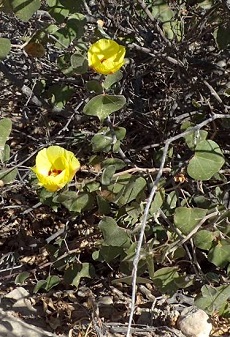 San Marcos Hibiscus, Algodón Cimarrón(Gossypium harknessii)