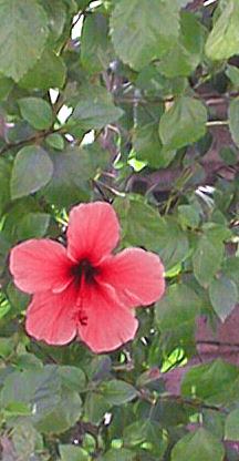 Tropical Hibiscus(Hibiscus rosa-sinensis)