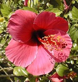 Tropical Hibiscus(Hibiscus rosa-sinensis)