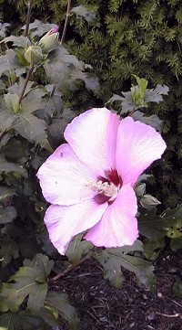 Shrub Althaea, Rose of Sharon(Hibiscus syriacus)