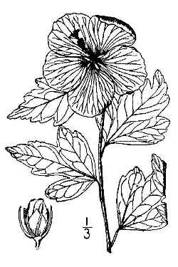 Shrub Althaea, Rose of Sharon(Hibiscus syriacus)