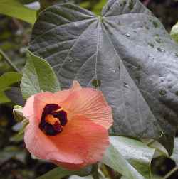 Linden Hibiscus, Mahoe, Sea Hibiscus(Hibiscus tiliaceus)