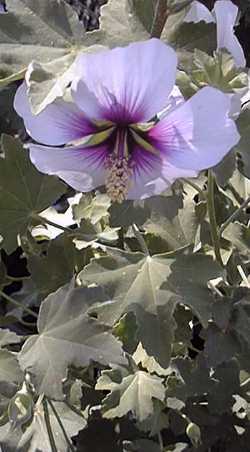 Tree Mallow(Lavatera maritima)