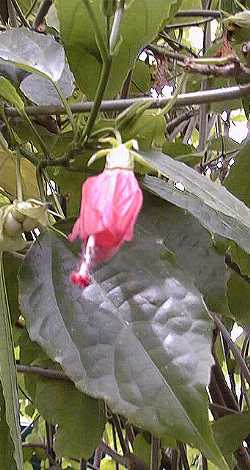 Sleepy Hibiscus, Mexican Turk's Cap(Malvaviscus palmanus)