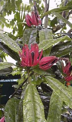 (Pavonia multiflora)