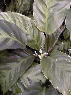 (Calathea albertii)