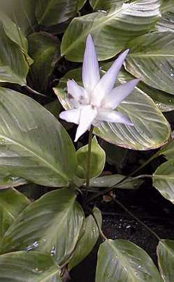 (Calathea loeseneri)