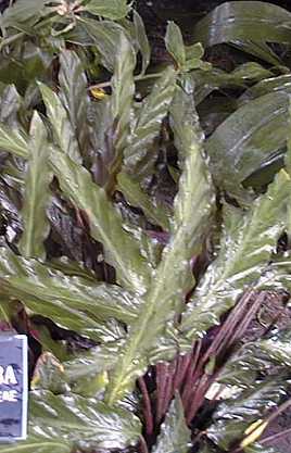 Furry Feather Calathea(Calathea rufibarba)