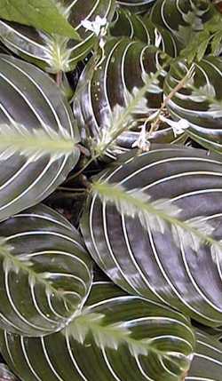 Prayer Plant(Maranta leuconeura)