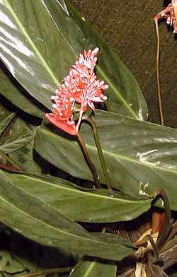 (Stromanthe sanguinea)