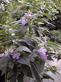 Glory Flower, Princess Flower(Tibouchina urvilleana)