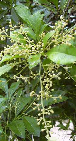 Mock Lemon, Chinese perfume plant(Aglaia odorata)