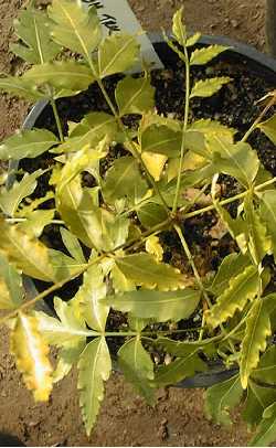 Neem Tree(Azadirachta indica)