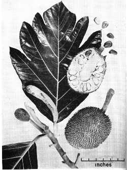 Breadfruit(Artocarpus communis)