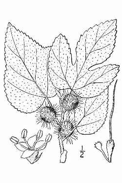 Paper Mulberry(Broussonetia papyrifera)