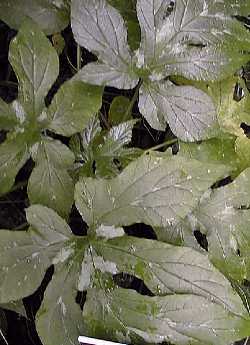 Contra Hierba, Torus Herb(Dorstenia contrajerva)