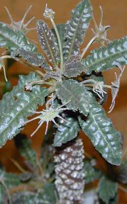 (Dorstenia crispa)