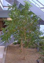 Ficus benjamina, Weeping Chinese Banyan(Ficus benjamina)